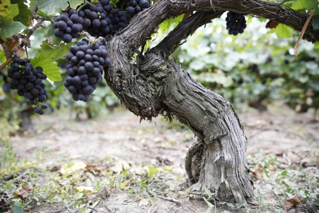 Champagne Pierre COURTOIS - 