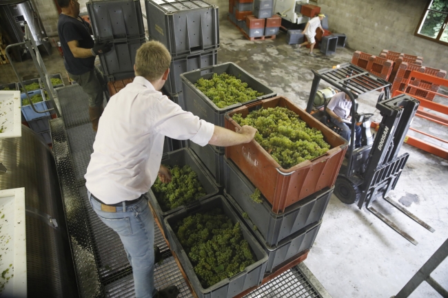 Champagne Pierre COURTOIS -  Champagne Pierre COURTOIS -