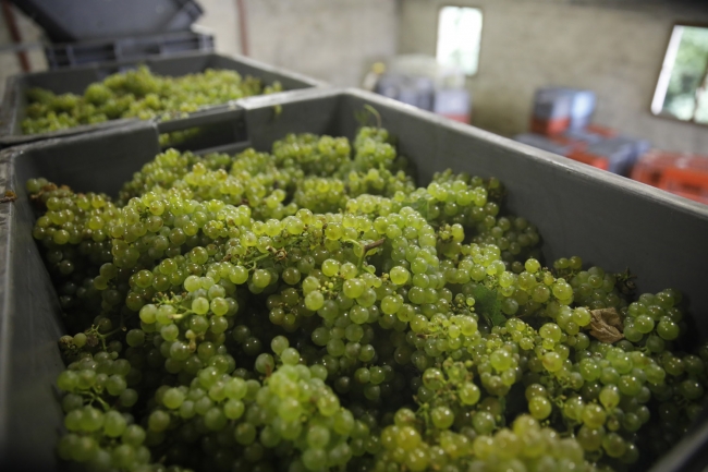 Champagne Pierre COURTOIS -  Champagne Pierre COURTOIS -