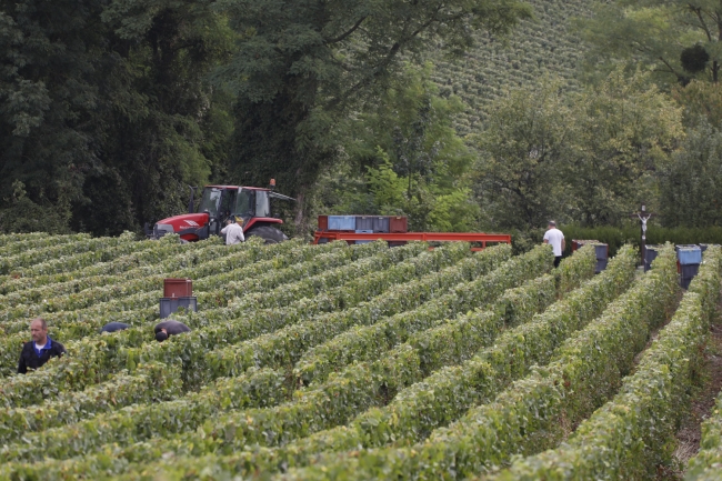 Champagne Pierre COURTOIS -  Champagne Pierre COURTOIS -