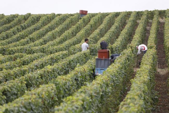 Champagne Pierre COURTOIS - 